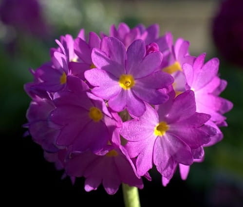 pierwiosnek-zabkowany-rubin-selection-primula-denticulata-rubin-selection-sadzonka-zielona-para