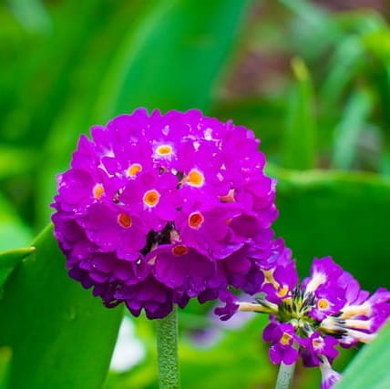 pierwiosnek-zabkowany-rubin-selection-primula-denticulata-rubin-selection-sadzonka-zielona-para