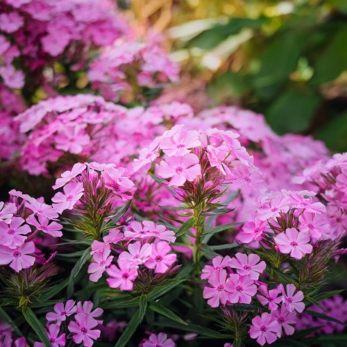 plomyk-szydlasty-floks-roset-phlox-subulata-roset-sadzonka-zielona-para