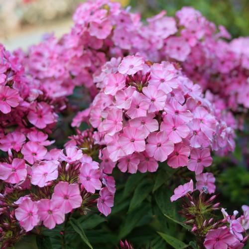 plomyk-szydlasty-floks-roset-phlox-subulata-roset-sadzonka-zielona-para