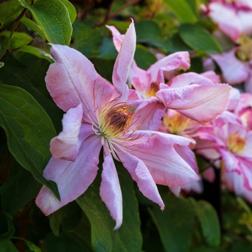 powojnik-botaniczny-markhams-pink-clematis-markhams-pink-sadzonka-zielona-para