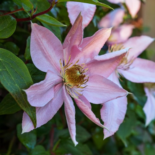 powojnik-botaniczny-markhams-pink-clematis-markhams-pink-sadzonka-zielona-para