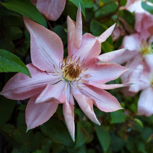 powojnik-botaniczny-markhams-pink-clematis-markhams-pink-sadzonka-zielona-para