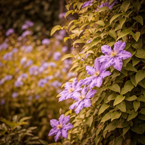 Powojnik Ashva (Clematis)
