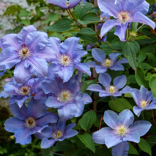 powojnik-blekitny-aniol-clematis-blue-angel-sadzonka-zielona-para
