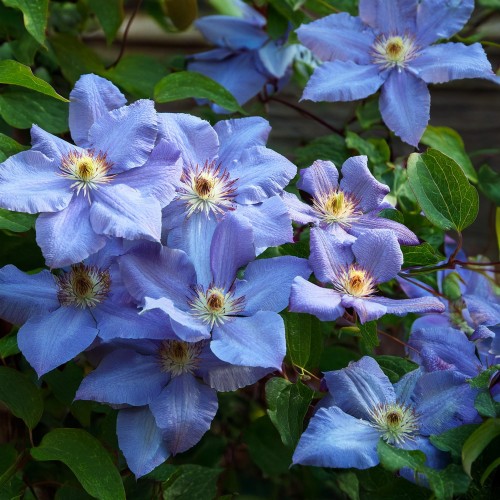 powojnik-blekitny-aniol-clematis-blue-angel-sadzonka-zielona-para