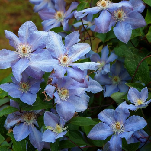 Powojnik Błękitny Anioł (Clematis) 