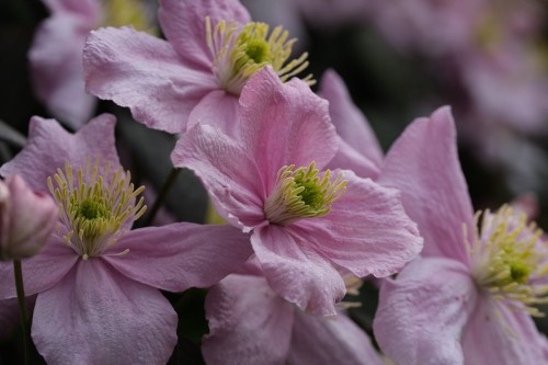 Powojnik Clematis Little Mermaid
