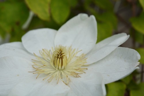 Powojnik Guernsey Cream (Clematis)