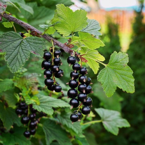 porzeczka-czarna-ribes-nigrum-sadzonka-zielona-para