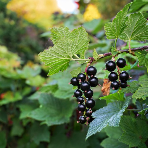 porzeczka-czarna-ribes-nigrum-sadzonka-zielona-para