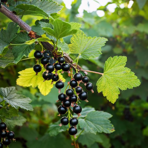 porzeczka-czarna-ribes-nigrum-sadzonka-zielona-para