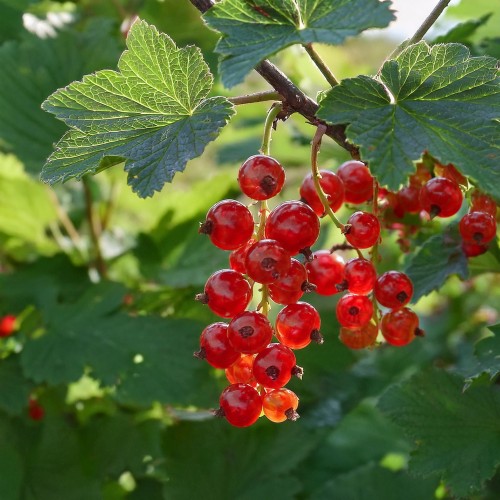 porzeczka-czerwona-ribes-rubrum-sadzonka-zielona-para