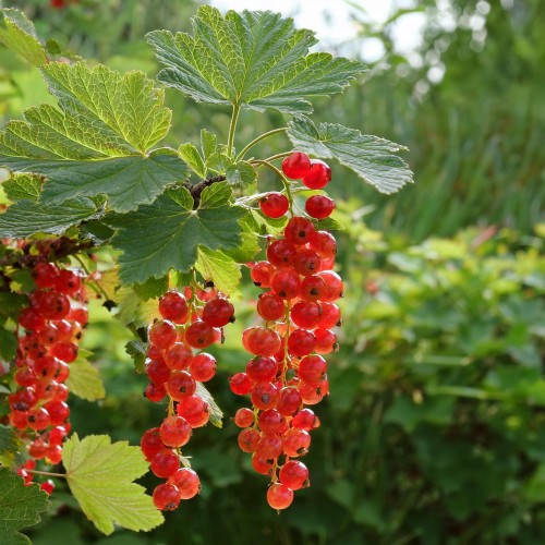 porzeczka-czerwona-ribes-rubrum-sadzonka-zielona-para