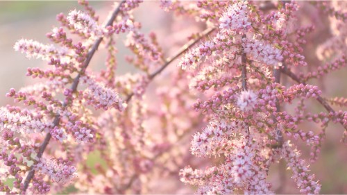 tamaryszek-drobnokwiatowy-tamarix-parviflora-zielonapara-sadzonka-duza-zdrowa-rozowe-kwiaty