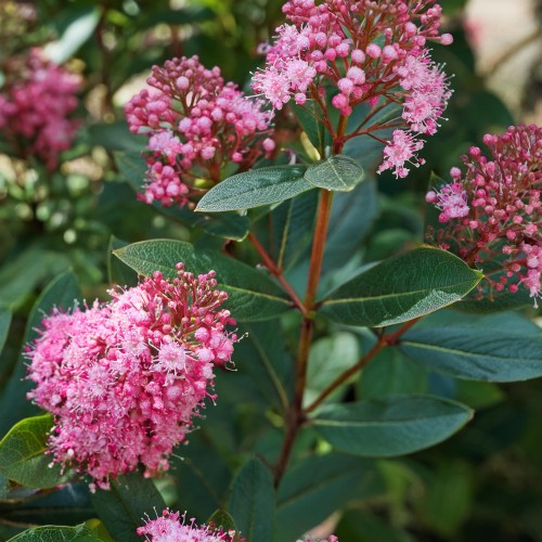 prusznik-blady-marie-simon-astilbe-simplicifolia-marie-simon-sadzonka-zielona-para