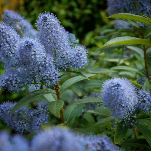 prusznik-niebieski-victoria-ceanothus-victoria-sadzonka-zielona-para
