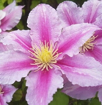 Powojnik Nelly Moser (Clematis)