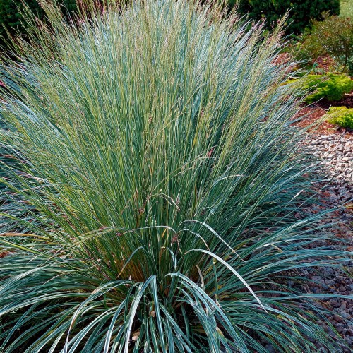 proso-rozgowate-prairie-sky-panicum-virgatum-prairie-sky-bez-kwiatow-sadzonka-zielona-para