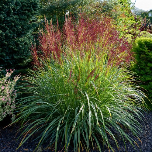 proso-rozgowate-warrior-panicum-virgatum-warrior-sadzonka-zielona-para