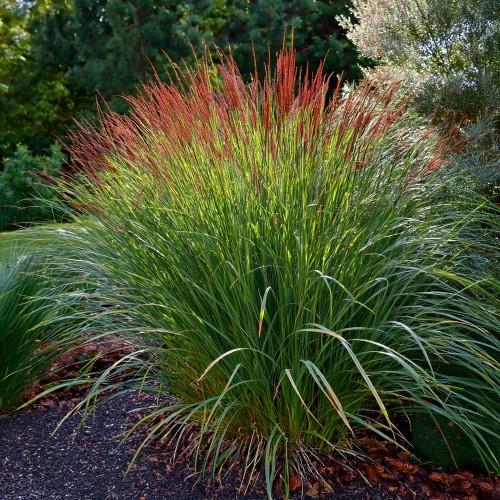 proso-rozgowate-warrior-panicum-virgatum-warrior-sadzonka-zielona-para