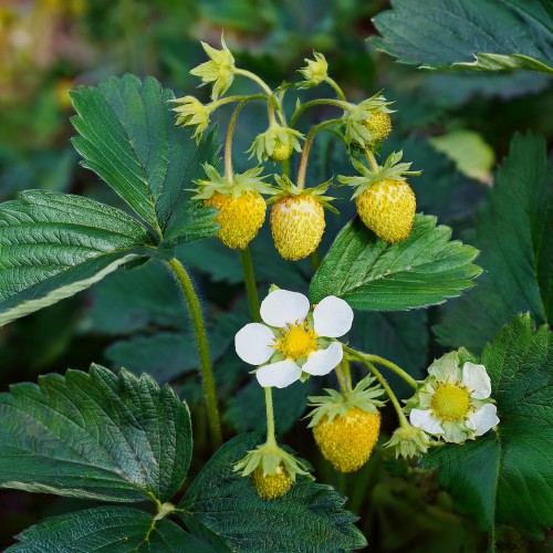 zolta-poziomka-fragaria-x-ananassa-sadzonka-zielona-para-yellow-wonder