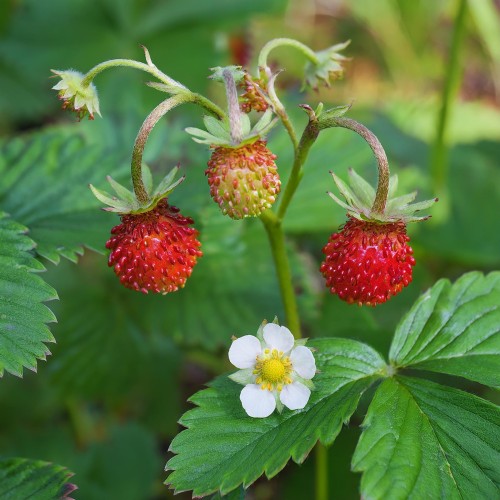 truskawka-Fragaria-x-ananassa-zielonapara-zielona-para-sadzonka-0736.jpg