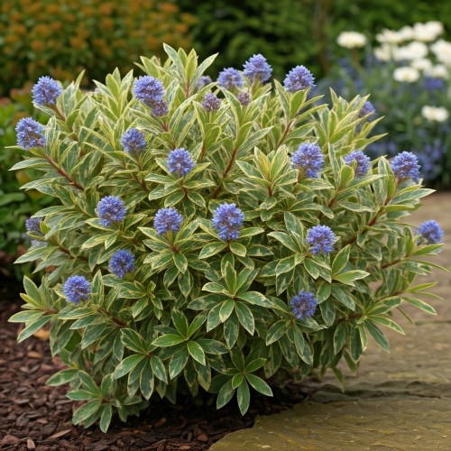 Prusznik niebieski  Variegata