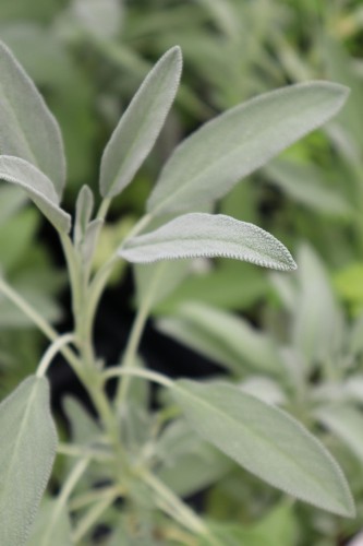 salwia-lekarska-berggarten-salvia-officinalis-szerokie-srebrzyste-liscie-aromatyczna-sadzonka-sadzonki-zielona-para-zielonapara
