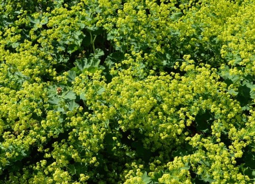 przywrotnik-select-alchemilla-mollis-select-sadzonka-zielona-para