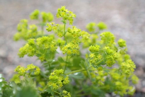 przywrotnik-select-alchemilla-mollis-select-sadzonka-zielona-para