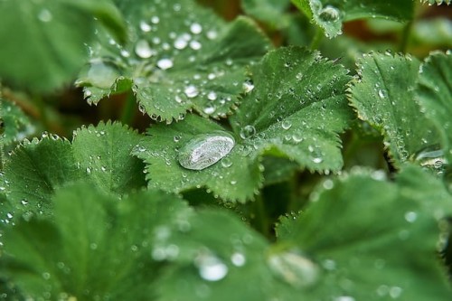 przywrotnik-select-alchemilla-mollis-select-sadzonka-zielona-para