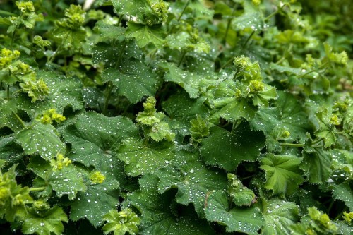 przywrotnik-select-alchemilla-mollis-select-sadzonka-zielona-para
