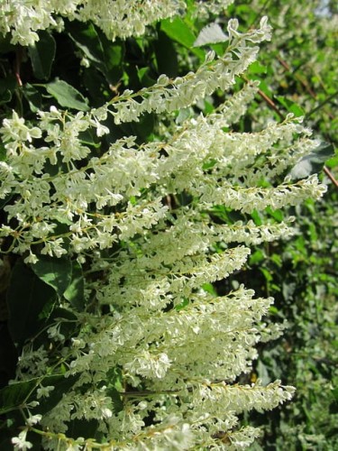 rdest-auberta-fallopia-aubertii-sadzonka-zielona-para