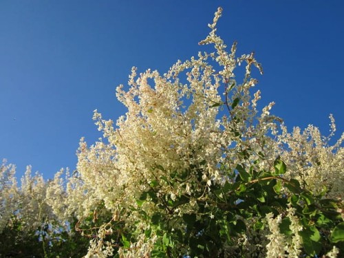 rdest-auberta-fallopia-aubertii-sadzonka-zielona-para