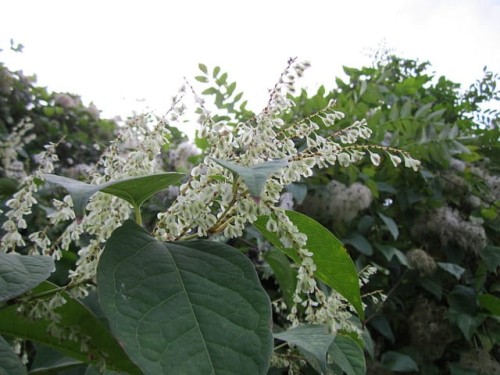 rdest-auberta-fallopia-aubertii-sadzonka-zielona-para