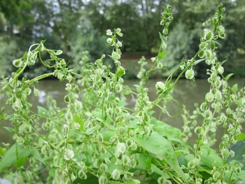 rdest-auberta-fallopia-aubertii-sadzonka-zielona-para
