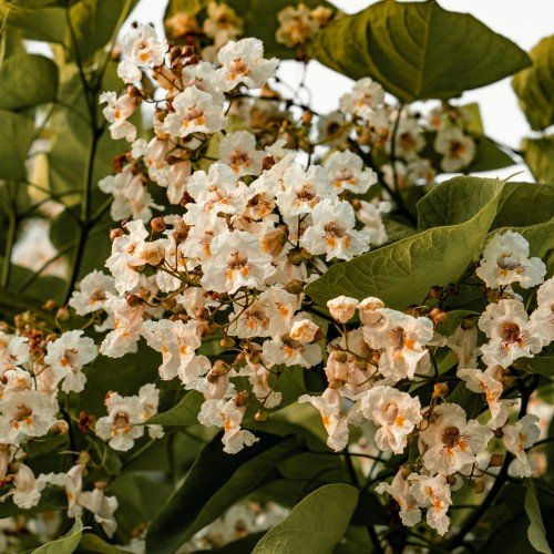 surmia-zwyczajna-catalpa-bignonioides-duze-liscie-ozdobne-drzewo-biale-kwiaty-sadzonka-sadzonki-zielona-para-zielonapara