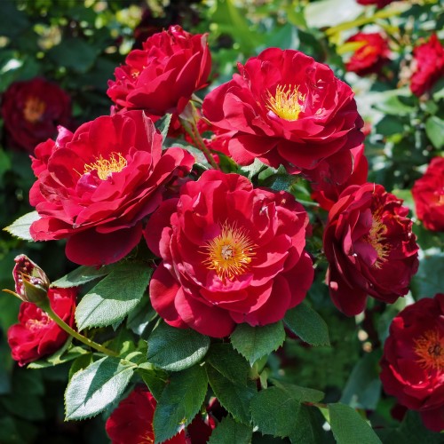 roza-rabatowa-austriana-czerwona-rosa-austriana-czerwona-sadzonka-zielona-para