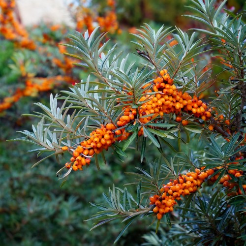 rokitnik-pospolity-hippophae-rhamnoides-sadzonka-zielona-pararokitnik-pospolity-Hippophae-rhamnoides-zielonapara-zielona-para-sadzonka-0291.jpg