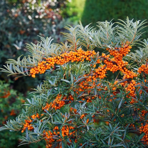 rokitnik-pospolity-hippophae-rhamnoides-sadzonka-zielona-para