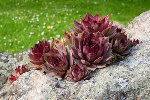 rojnik-sempervivum-sadzonka-zielona-para kalida