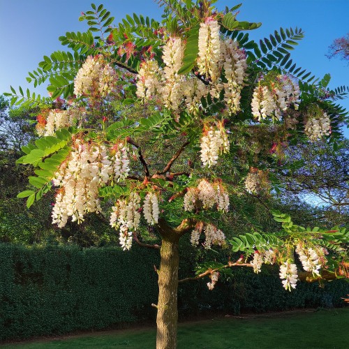 robinia-akacjowa-robinia-pseudoacacia-sadzonka-zielona-para