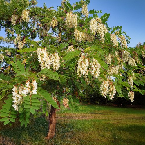 robinia-akacjowa-robinia-pseudoacacia-sadzonka-zielona-para