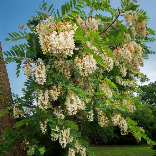 robinia-akacjowa-robinia-pseudoacacia-sadzonka-zielona-para