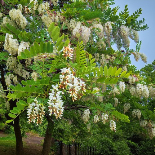 Robinia akacjowa