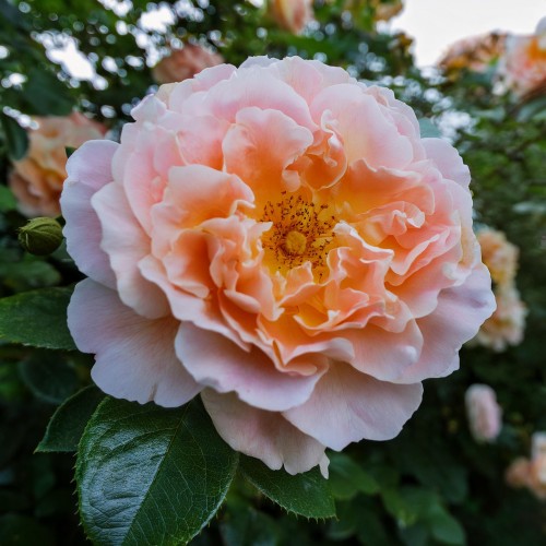 roza-wielkokwiatowa-dornburger-schlossrose-rosa-dornburger-schlossrose-sadzonka-zielona-para