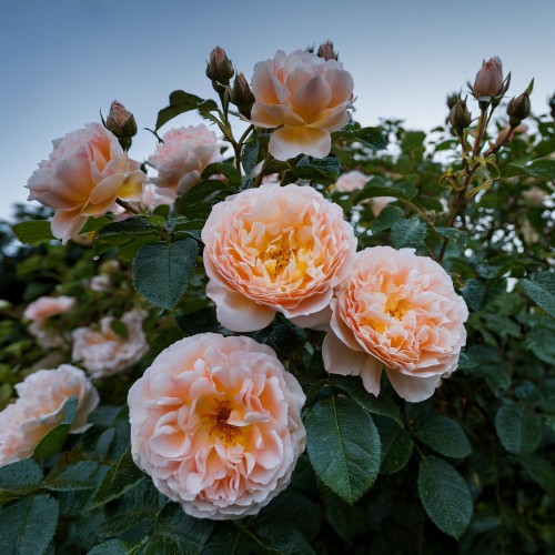 roza-wielkokwiatowa-dornburger-schlossrose-rosa-dornburger-schlossrose-sadzonka-zielona-para