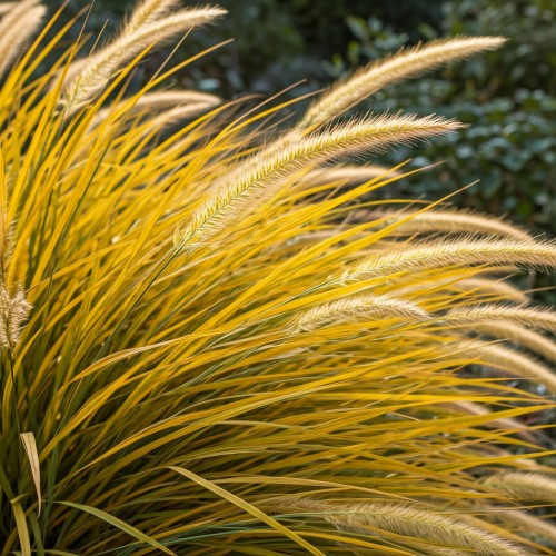 rozplenica-japonska-hamelin-gold-z-zoltymi-liscmi-pennisetum-alopecuroides-hamelin-gold-sadzonka-zielona-para