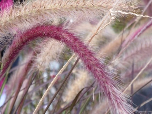 rozplenica-japonska-red-head-pennisetum-alopecuroides-red-head-sadzonka-zielona-para